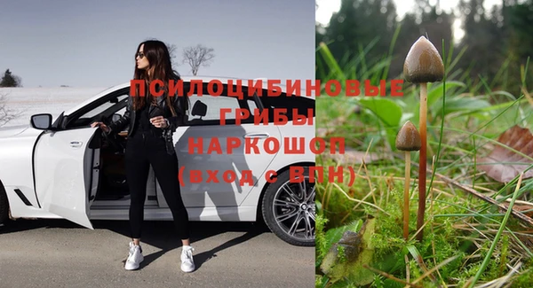 стаф Осинники