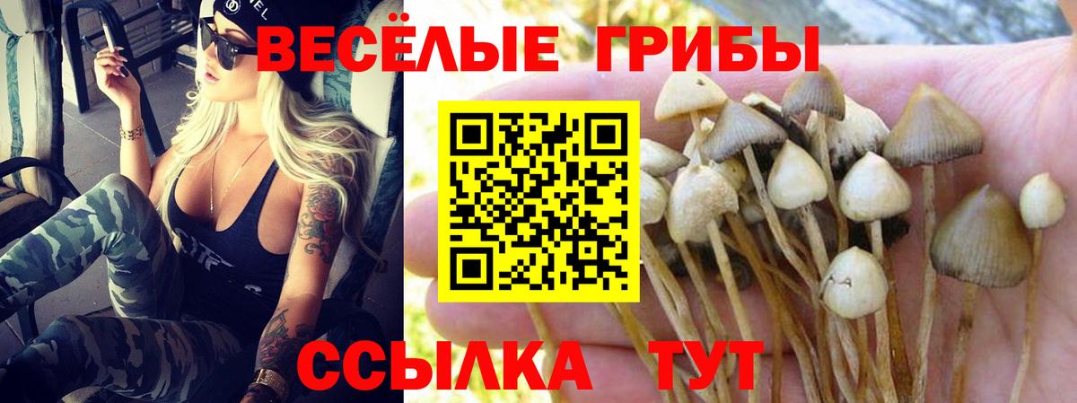 Псилоцибиновые грибы прущие грибы  Псилоцибиновые грибы GOLDEN TEACHER  Томск 